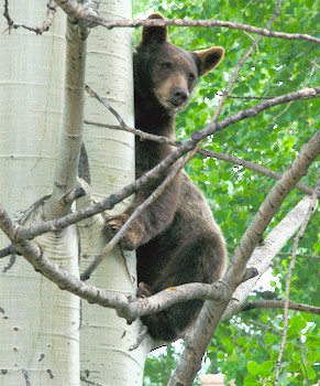 black bear climbing aspen tree