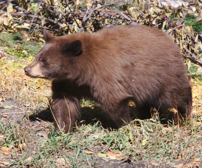 cinnamon bear cub