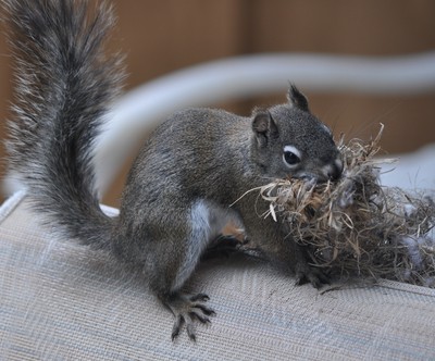 Mother Pine Squirrel relocating her nest