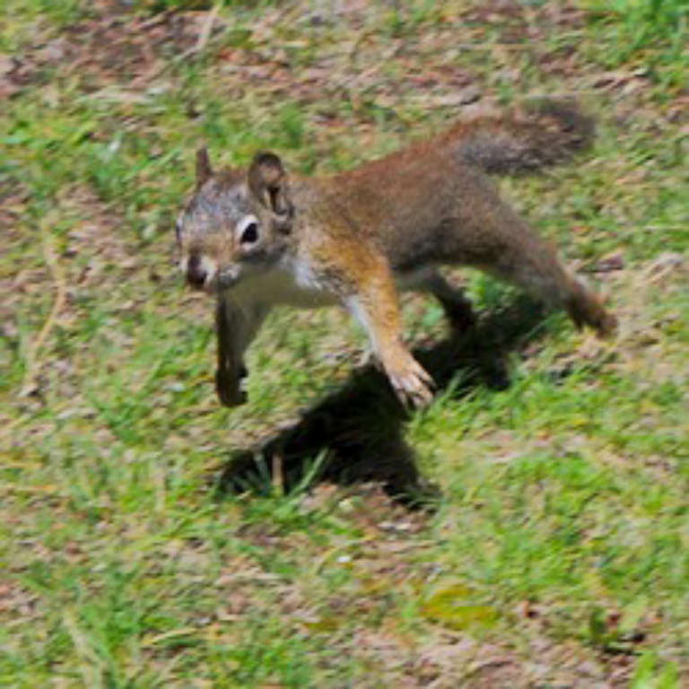 Pine squirrel dashing across the grass