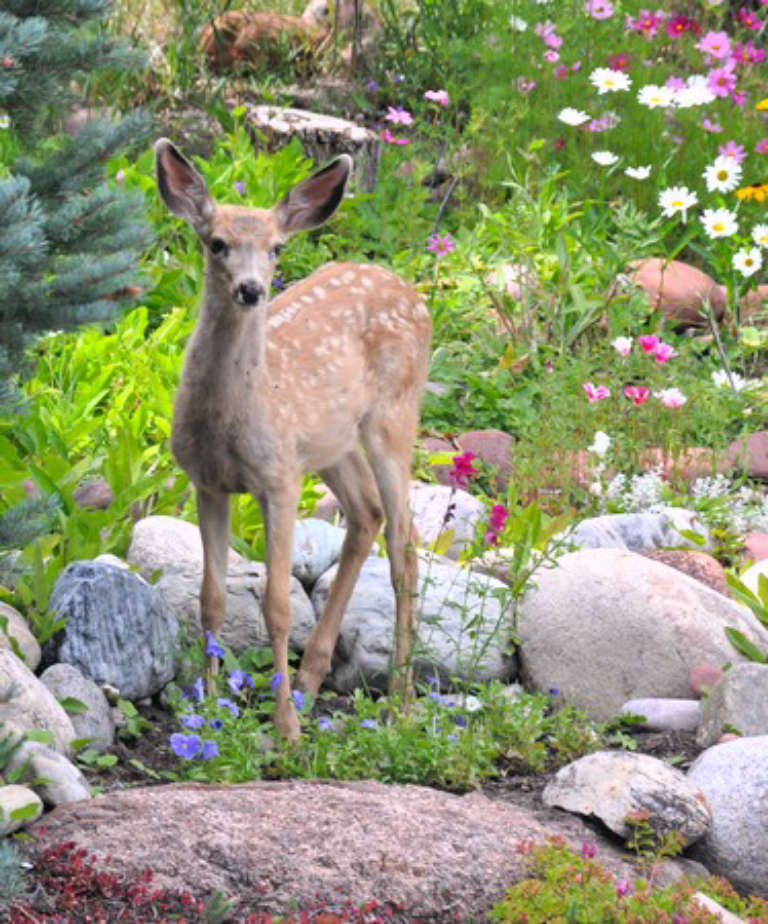 Spotted fawn standing in a garden