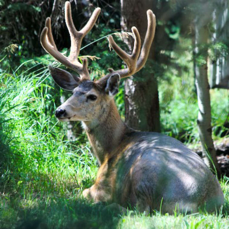 buck napping in the shade