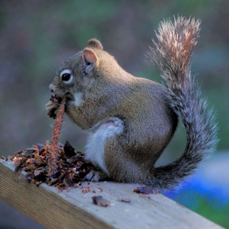 Pine squirrel nibbling on a pinecone