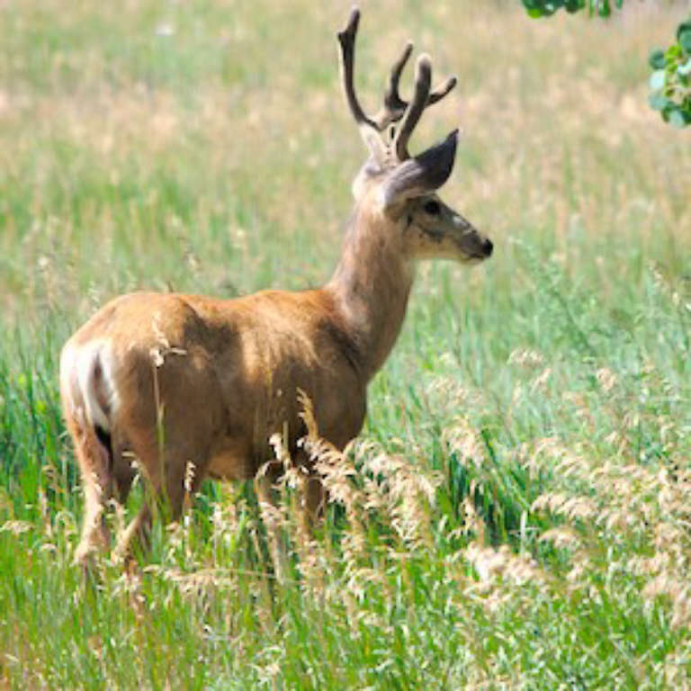 buck with partially grown in antler walking in a meadow