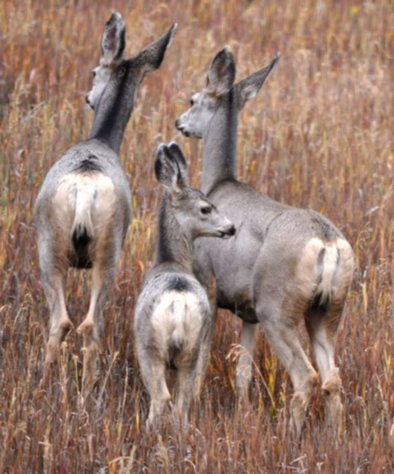 fawn with two other deer