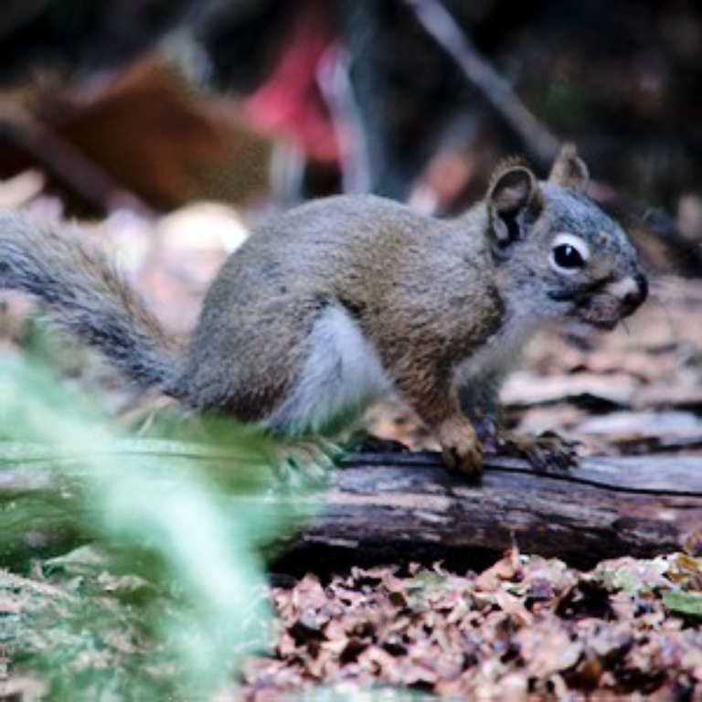 Pine squirrel sneaking in to raid a midden