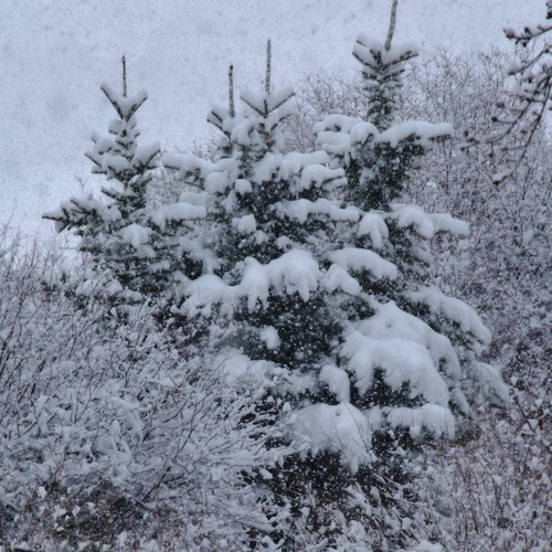 Three evergreens covered with snow