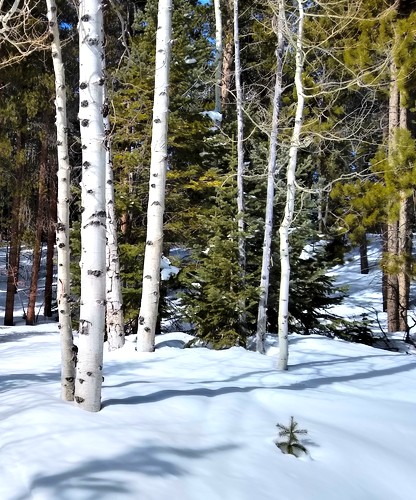 Snowy woods off of Sheer Bliss, a ski run in Snowmass Village, CO