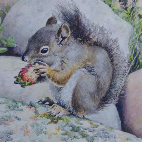 watercolor painting of a pine squirrel eating on a rock