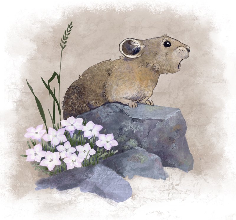 illustration of a pika (a round-eared relative of a rabbit that lives in high altitude boulder fields) 