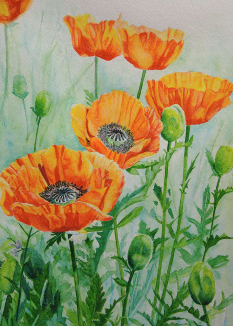 Watercolor painting of large, orange-red Oriental Poppies