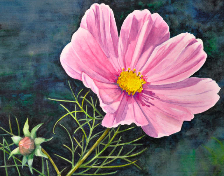 Watercolor painting of pink cosmos flower